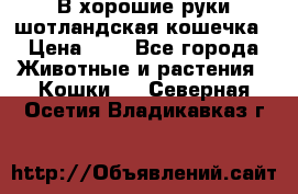 В хорошие руки шотландская кошечка › Цена ­ 7 - Все города Животные и растения » Кошки   . Северная Осетия,Владикавказ г.